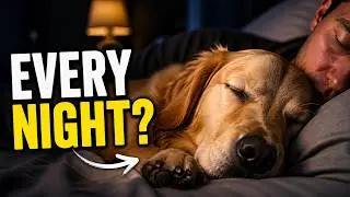 Why Does My Dog Sleep Next to Me Every Night