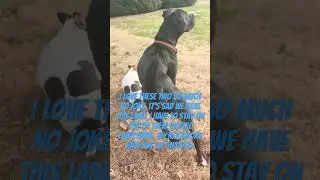 #love #music #Chihuahua #Pitbull #PitbullProtection #stoleninheritance #fraud #criminalimpersonation