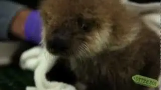 Sneak Peek of OTTER 501 the Movie -- Otter 501 Gets a Little Help
