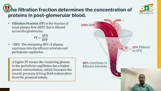 Renal Hemodynamics & GFR | Pharmacotherapeutics | SNS Institution