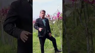 Как выбрать магнолию, которая будет цвести каждый год! #сад #garden #осень #магнолия