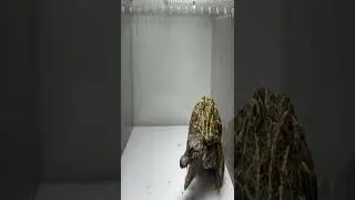 Asian Bullfrog Eats Sparrow Bird! Asian Bullfrog Live Feeding #shorts #アフリカウシガエル