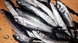 Naka Jackpot Tayo Malalaki Ang Flying Fish Na Huli Natin - Net Fishing EP30 | Fisherman's Life