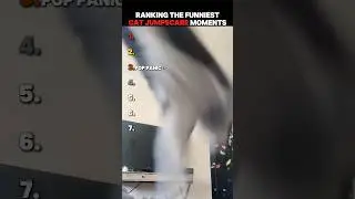 Ranking The Funniest Cat Jumpscare Moments