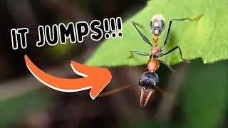 I Travelled 8,000 MILES For ANTS!!