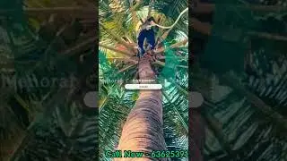 Coconut Tree Safety Net Installation Service in Bangalore | Menorah CocoNets | Call Now - 6362539199