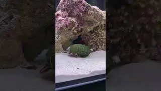 The Real fighting Mantis Shrimp Nature's Weapon with crab🔫 Part Two