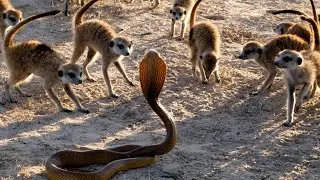 Meerkat vs Snake