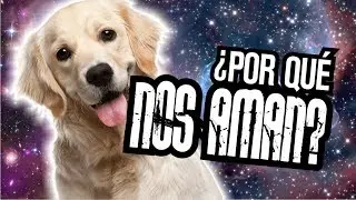 &iquest;Por qu&eacute; los perros nos quieren tanto?