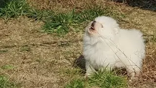 포메 음망망망 알알 하울링