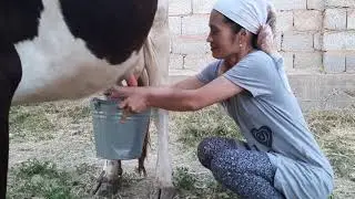 Сиыр тепті, сүт төгілді)