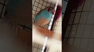 blue finch