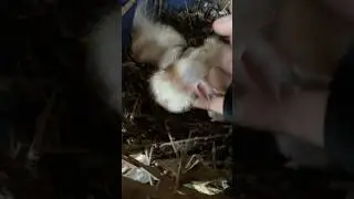 calling out for all animals lover please support my small channel 🫶🏻