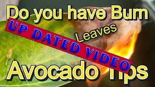 update on burn avocado leaf