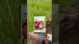 🧅🌱Which is the top variety of onion?🚜 Best Onion Seed for North India farmers Home Farming #farmv...
