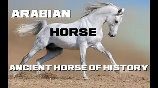 10 Arabian Horse Facts - Ancient Horse of History - Animal a Day