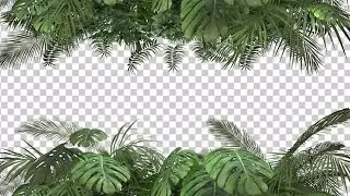 Tropical Plant Frames Stock Motion Graphics