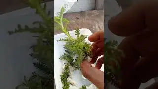 Harvest Cartel 🌱- How to grow Lavender from seedlings 🪻