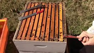 Inspecting Hives Trying Out 3 Different Hive Tools