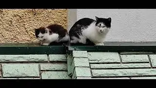 Наш номер в санатории Карачарово. Питание. Бассейн.