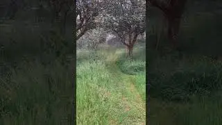 A MORNING WALK  #relaxnature #world #beautiful