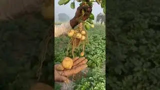 Potato crop in agra #farming #farmer #motivation #song #kisan2021 #cow #tunefalsalugayi
