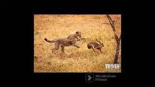 CHITA CHASING RABBIT@DRSKSINGHCHANNEL JAISHREERAM