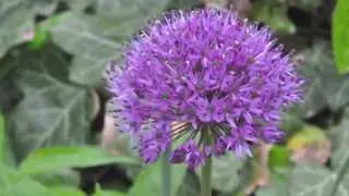 Antonio Vivaldi - Die 4 Jahreszeiten, Frühling - Four Seasons, Spring (klassische Musik, Klassik)