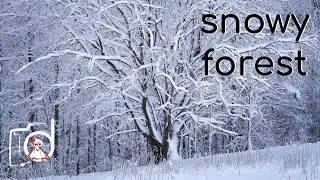 Snowy Forest | Cinematic nature short video