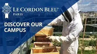 Honey harvest on the vegetable roof garden of Le Cordon Bleu Paris institute