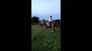 Merseyside Nature 16 Horses Billinge Hill 2022