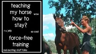 TRAINING MY HORSE TO LUNGE, STAY & other interesting things wow have you clicked yet // pt 8