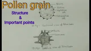 Structure of pollen grain with Important points / pollen grain ( microspore)