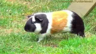 Guinea Pig Running Around
