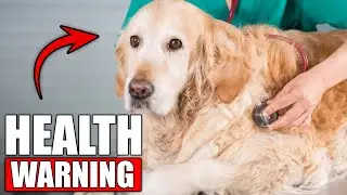 6 Golden Retriever Health Problems Vets Don't Warn You About