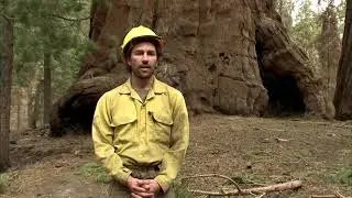 Can California save its Giant Sequoia trees?