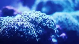 Sleepfish