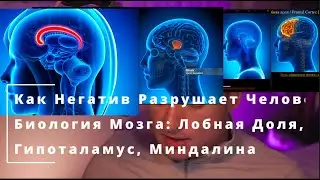 96 Как Негатив Разрушает Человека. Биология Мозга: Лобная Доля, Гипоталамус, Миндалина
