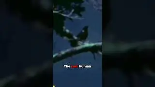 🐦💔 Kauai Bird Singing To Female That Will Never&nbsp;Come #animals #wildlife #fact