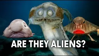 They look like aliens. But they're real. The weirdest fish in the sea.