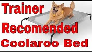 Dog Trainer Recommended This Bed For Our Fluffy Puppy (Coolaroo elevated dog bed)
