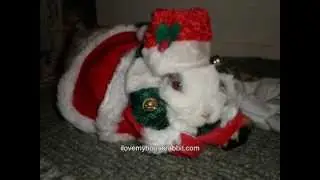 Cute Rabbit Christmas Pictures