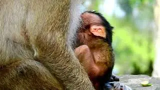 New Baby Monkey Jilla gets breastfeeding, so cute