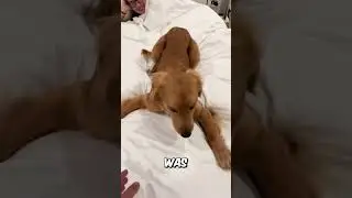 Puppy DOESN'T Want to Leave Bed (@ryleethegoldenpup)