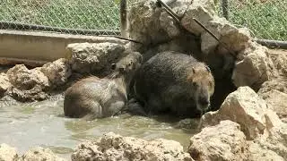 My Much Loved but Hairless Capybaras at Dreadful Melios Zoo