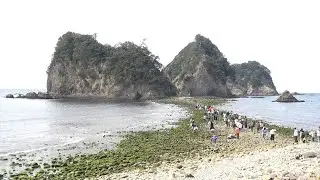 海岸と島がつながる 干潮時に潮が引いた時… 伊豆西海岸の堂ヶ島で毎年恒例「トンボロ開き」静岡県の天然記念物