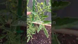 Week 5 Rogue Tomato Update 🌱 Heat Stress, Fed & Checking Back Next Week