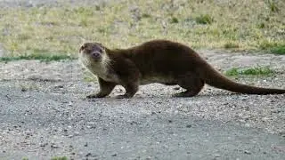 Trevor Boyd    Ipswich Otter Encounter