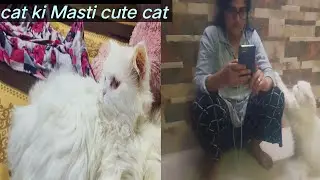 cat ki Masti  | cute cat 😺  funny cat video