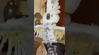 My parrot thinks she&rsquo;s a dog 😂 #cockatoo #parrot #funny #cuteanimals #reaction #adoptdontshop